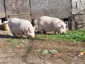 Porci si purcei de vanzare, diferite rase Bihor